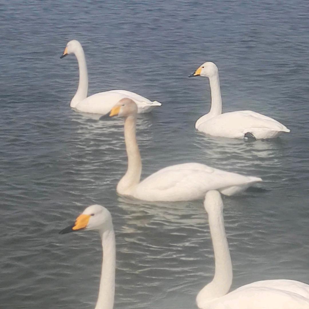 毛毛3536