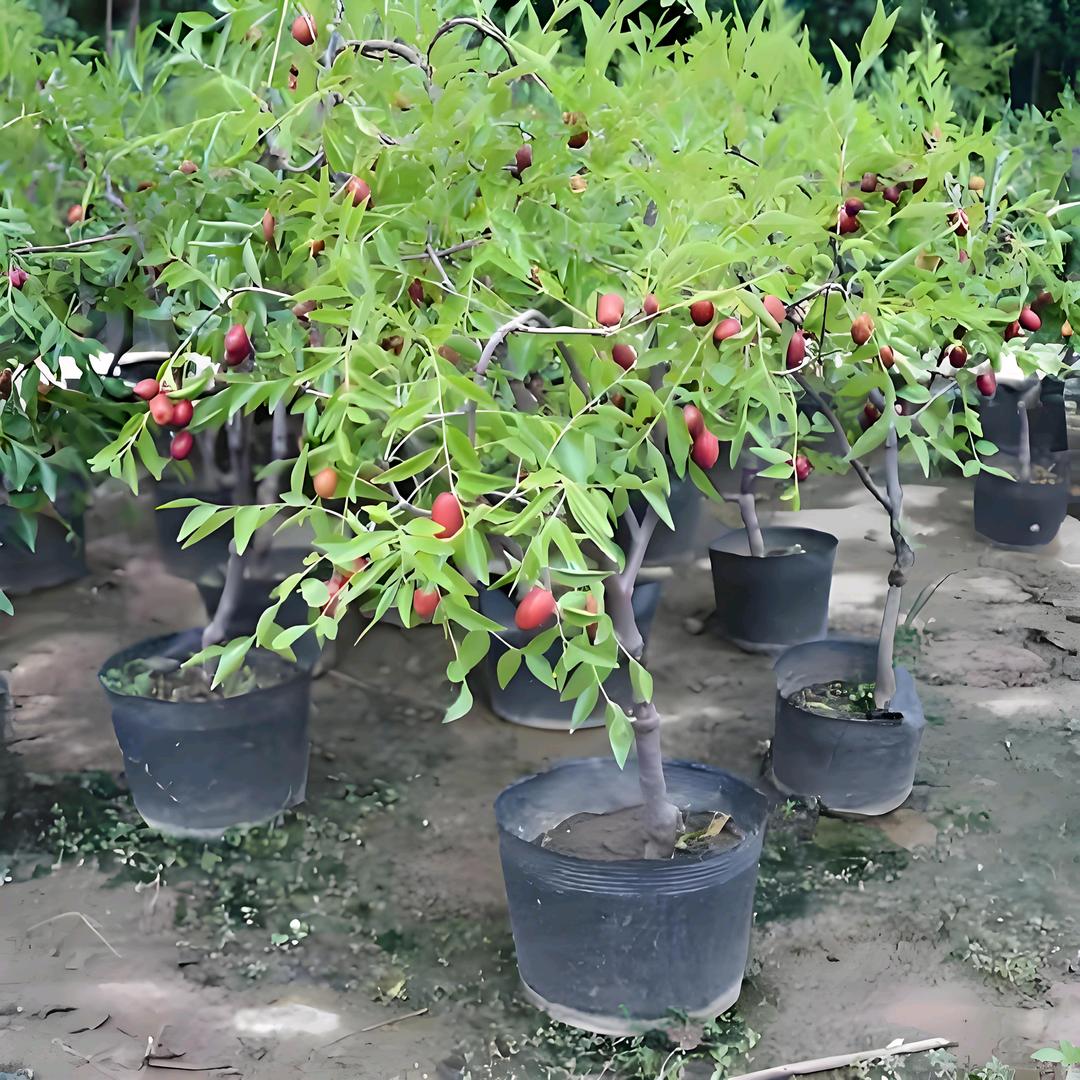 韶安永静果树苗木专卖店