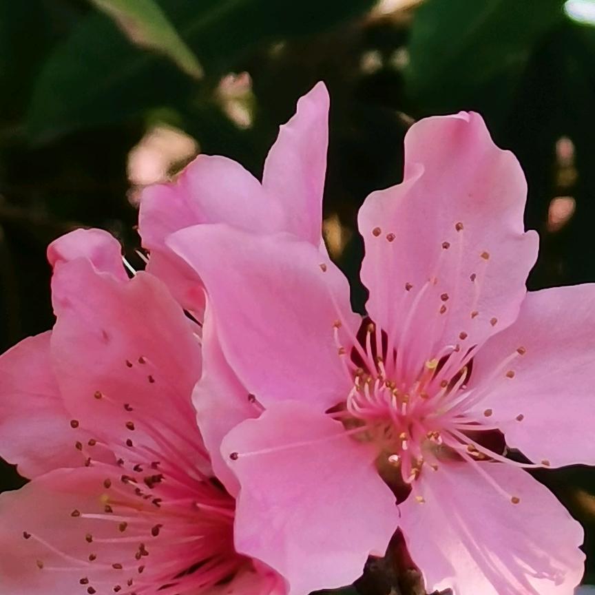 花炮姐