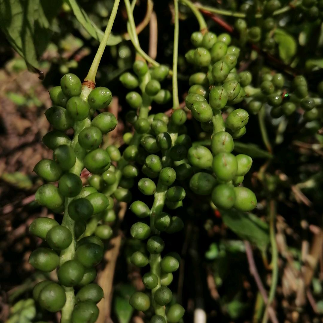 前苦后甜旳母亲