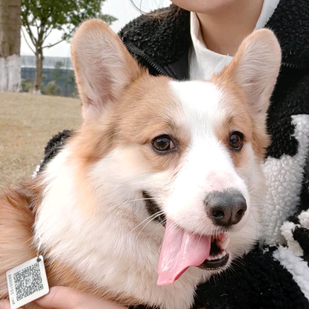 不会画画的李BoBo