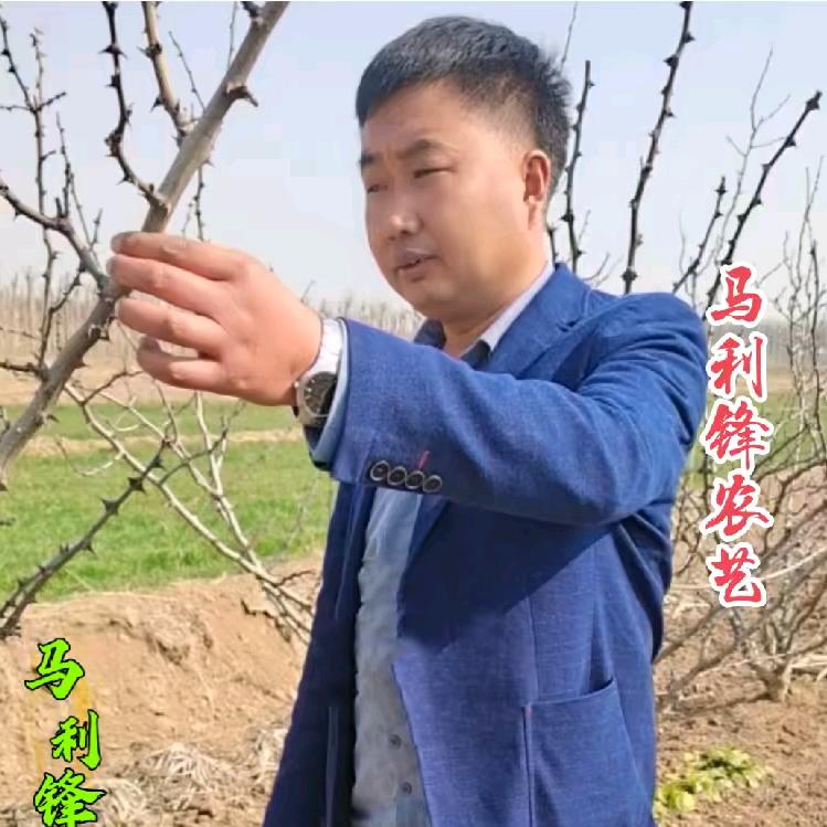 马利锋农艺