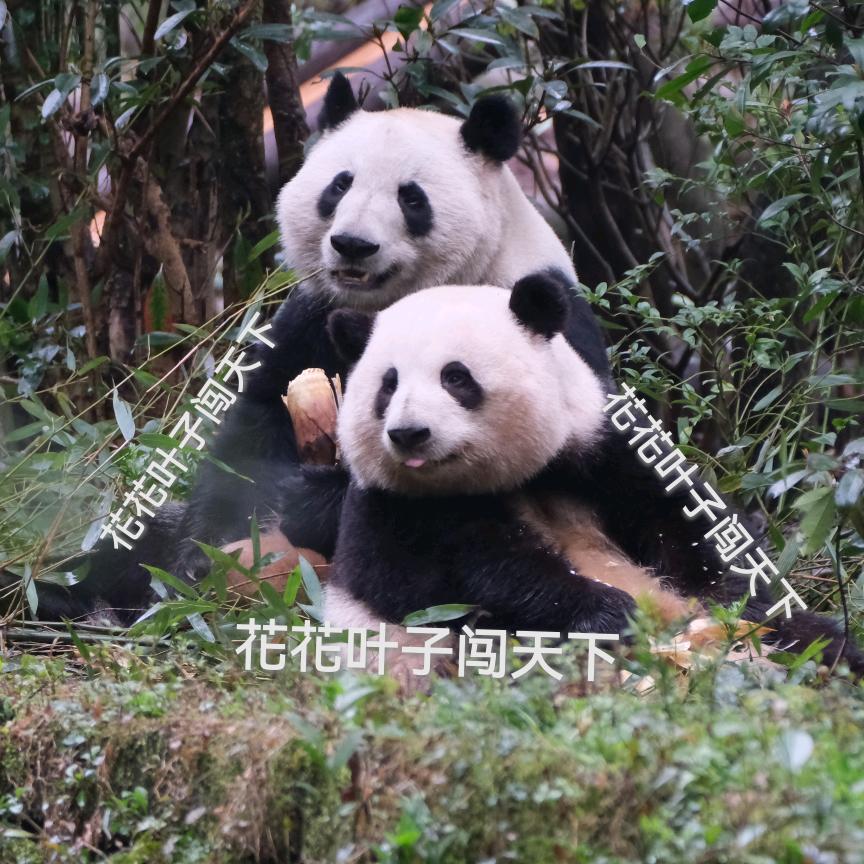 花花叶子闯天下
