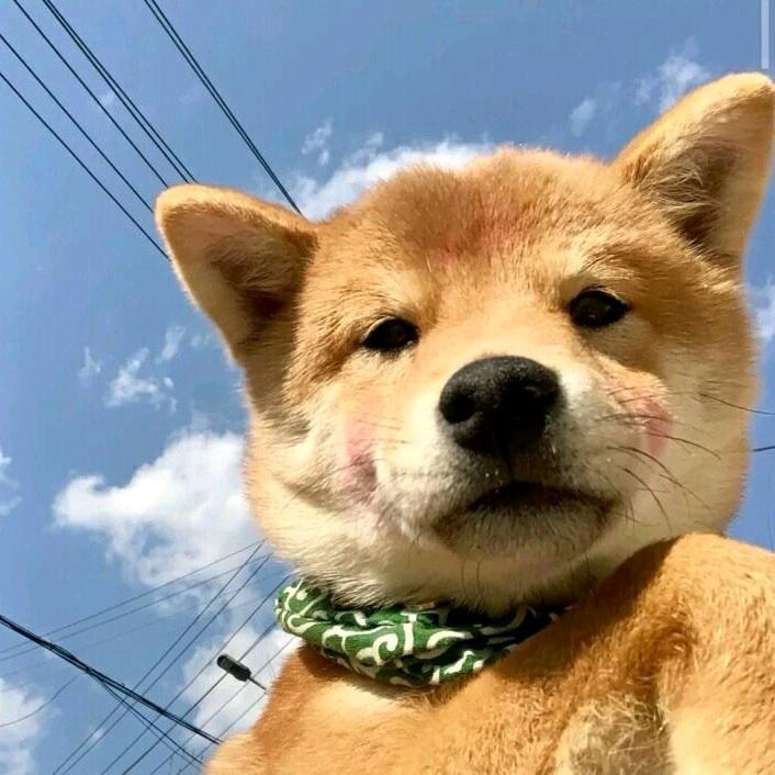 月下瓜田一只猹