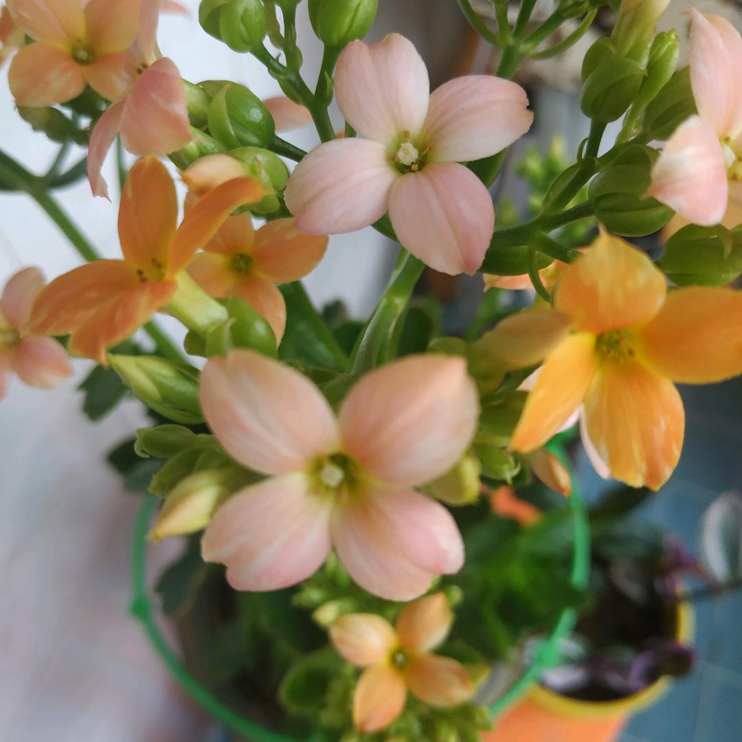 小米粒👏👏👏优秀