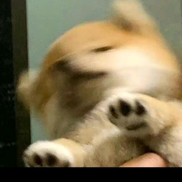 无敌黄狗