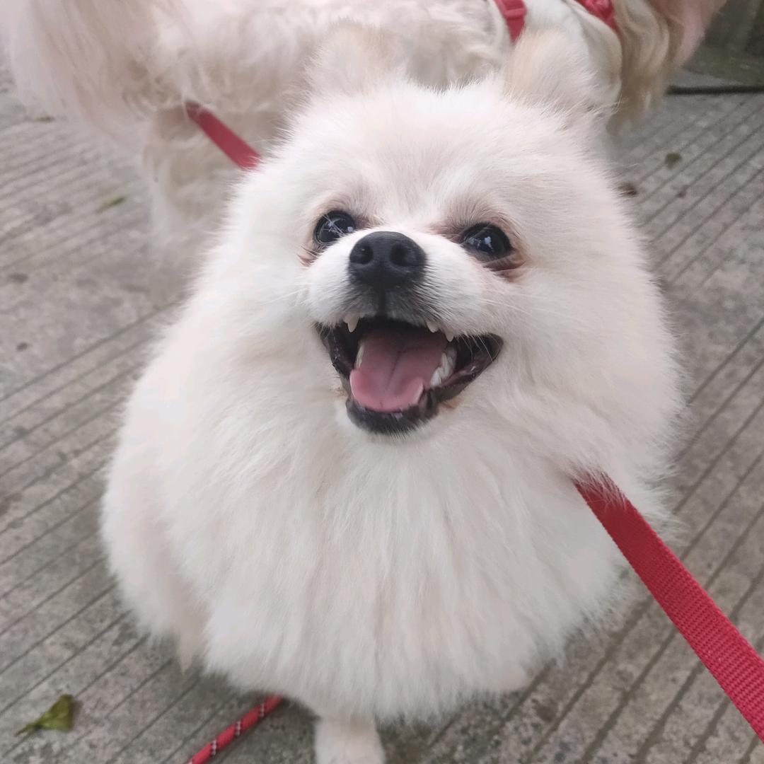 糖果娃娃