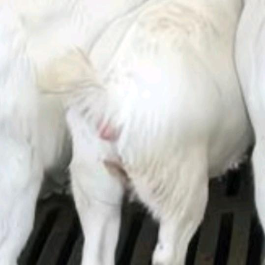 羊屁股