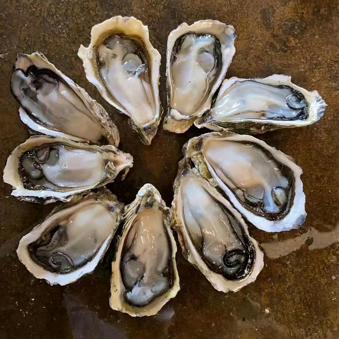 🦪蚝业源头批发