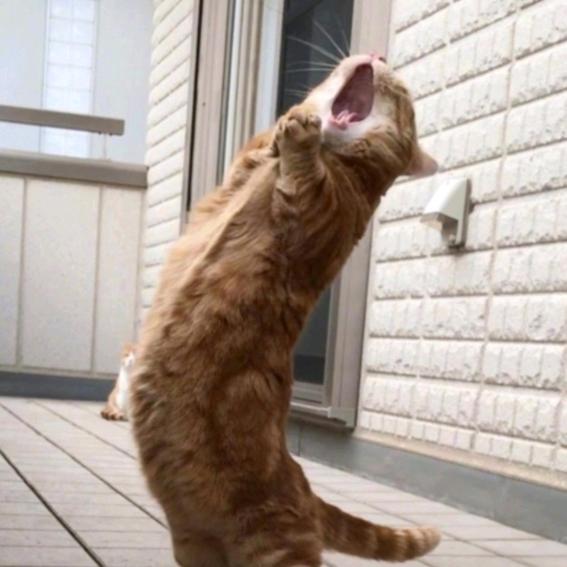 拿铁咖啡多加铁