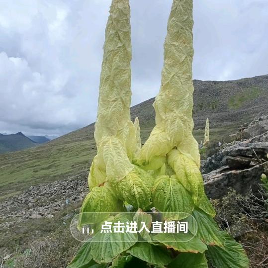 小朱朱Y