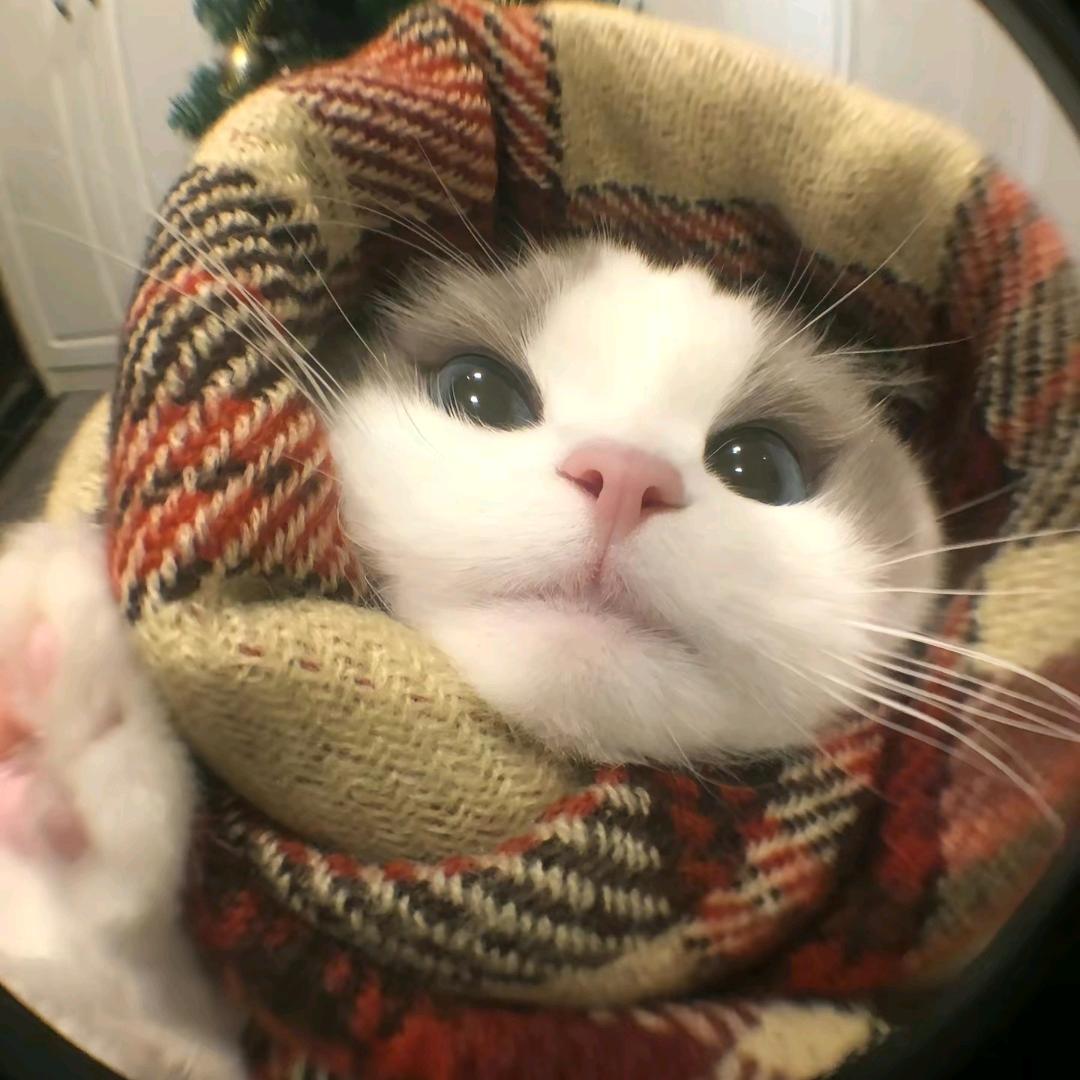 倾墨画君颜.