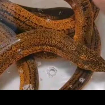 我的乡村生活vo