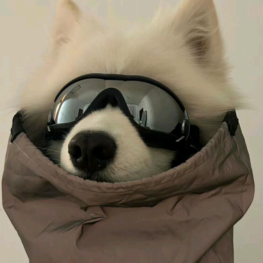 小Yang又困ˡᵃ💤