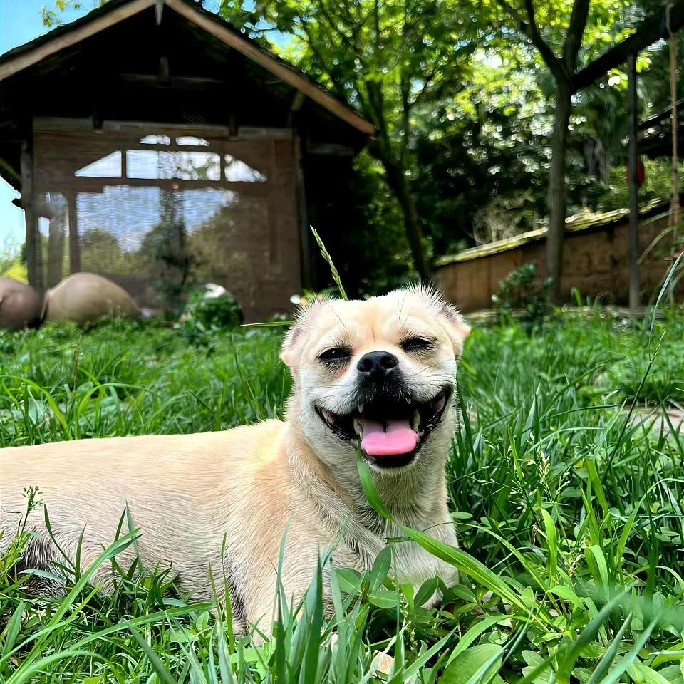 曹家大狗子🐶