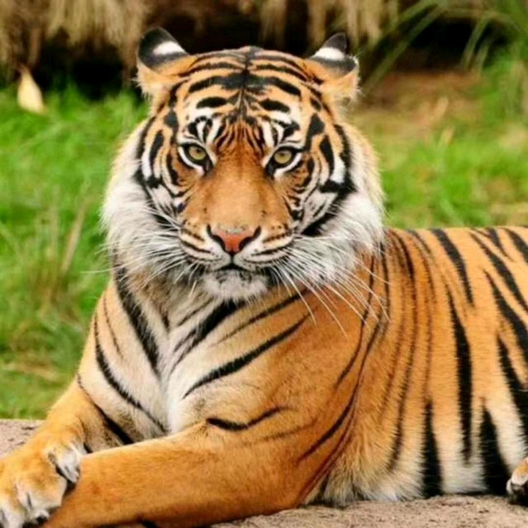 逆流而上固执的🐠