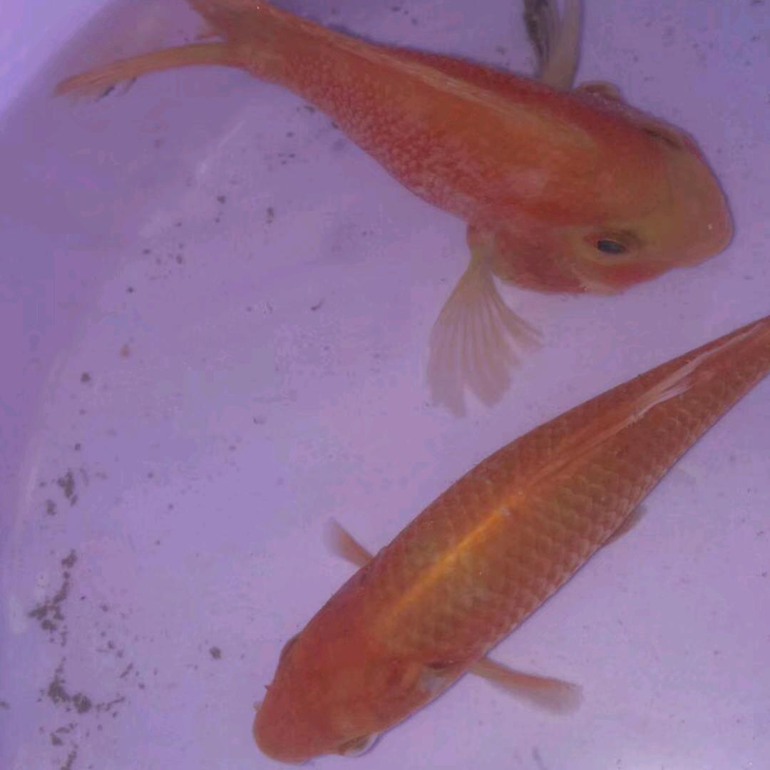 孤🎣岛