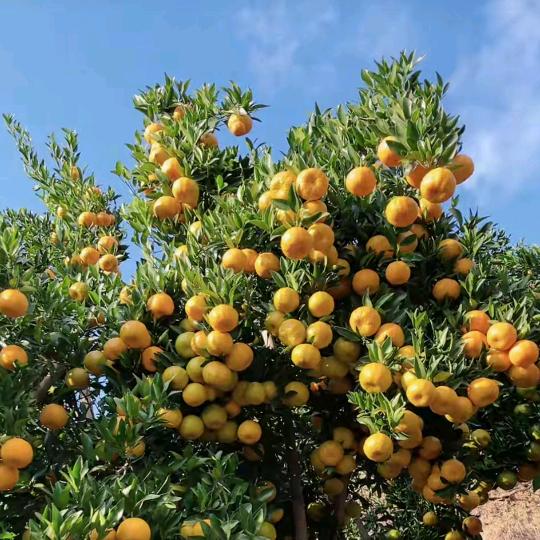 恭喜发财💰💰