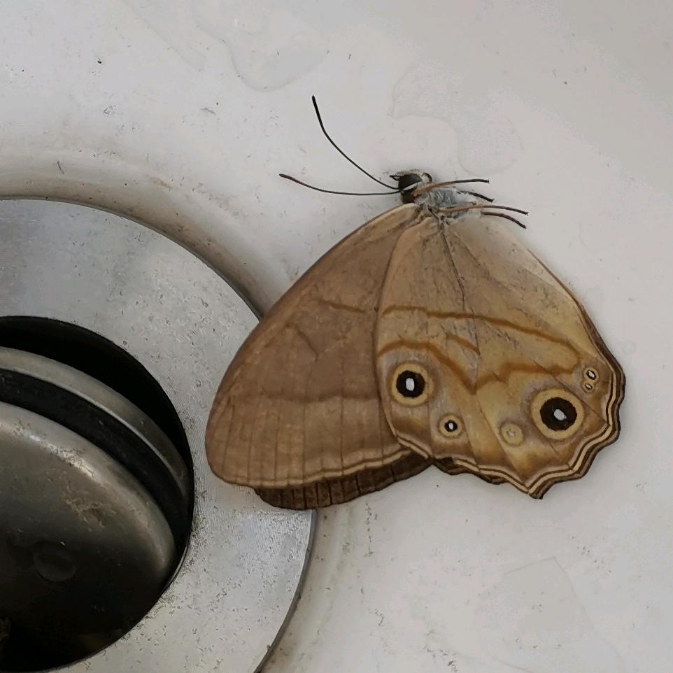 只是如下