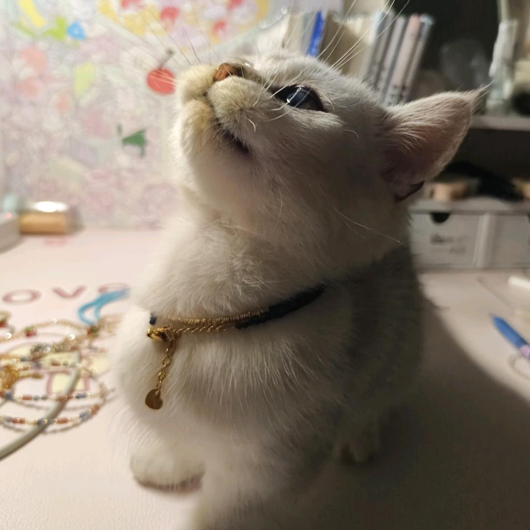 豆丁与金豆💕