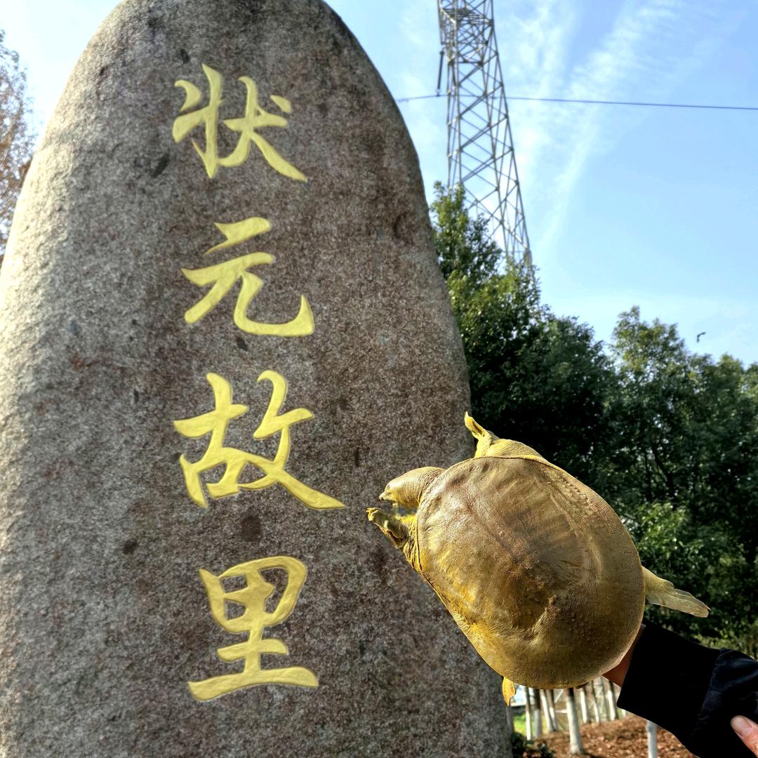 状元甲鱼