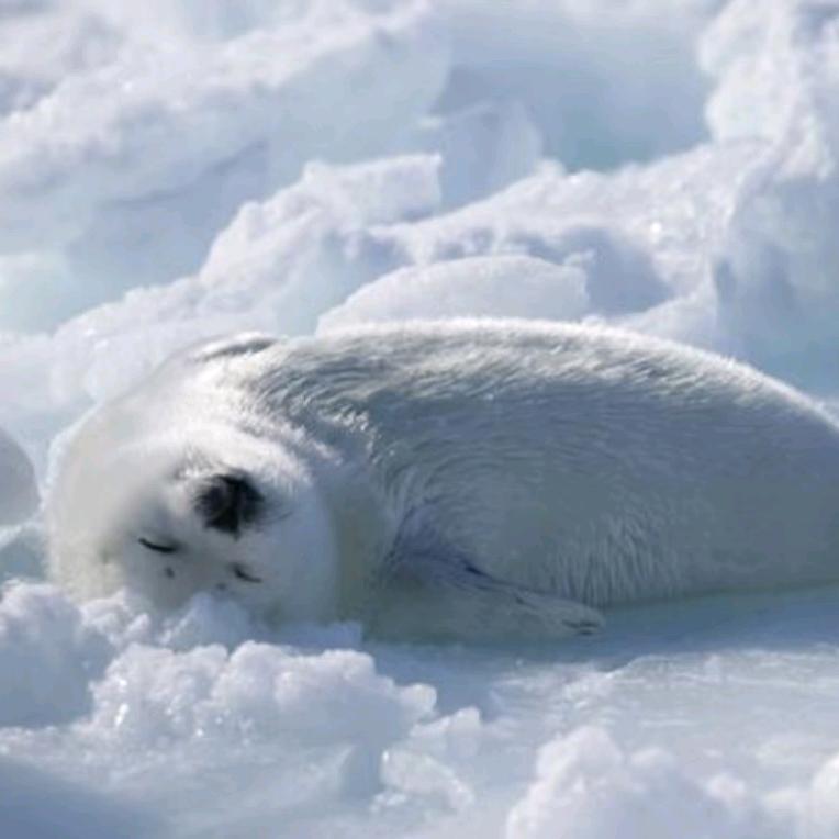 骗你的其实我并不喜欢你