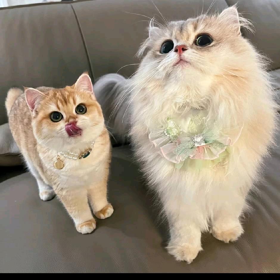 大头说猫🐱