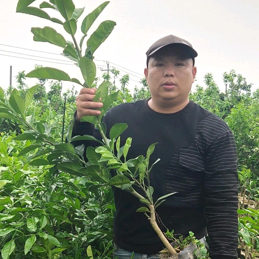 光头哥说果苗