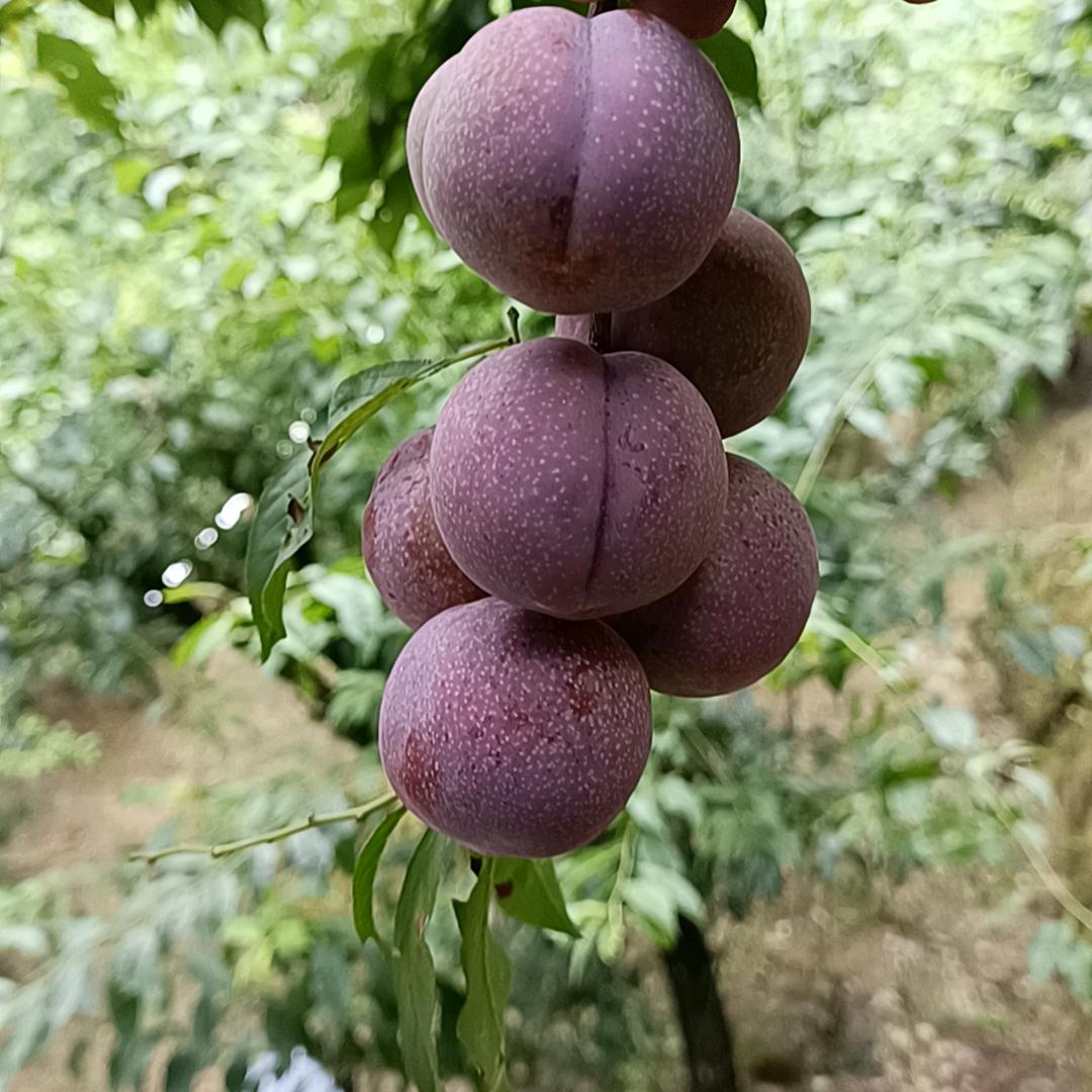 钱排池十八