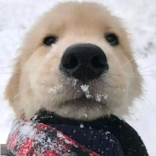 智