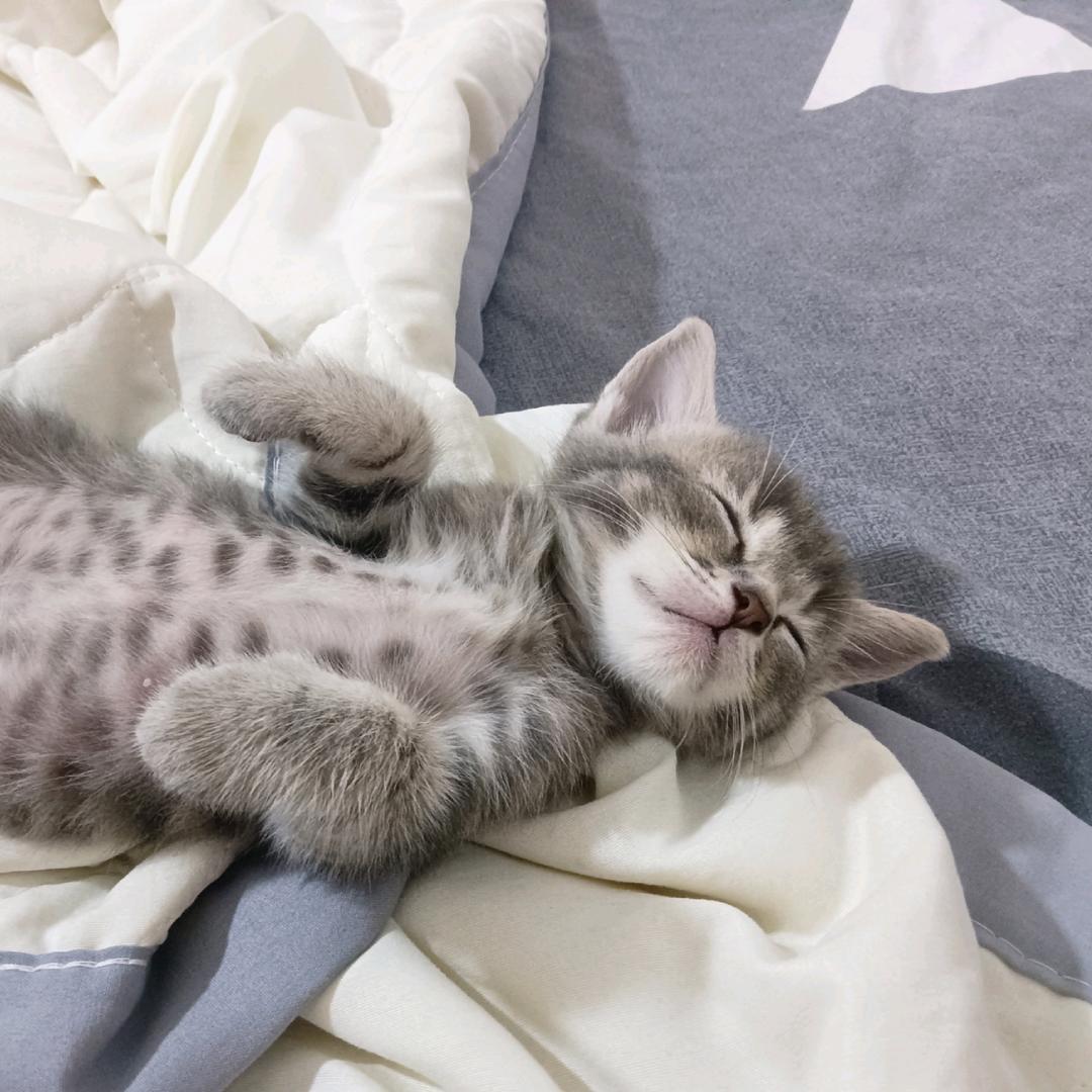 十年是只咪🐱