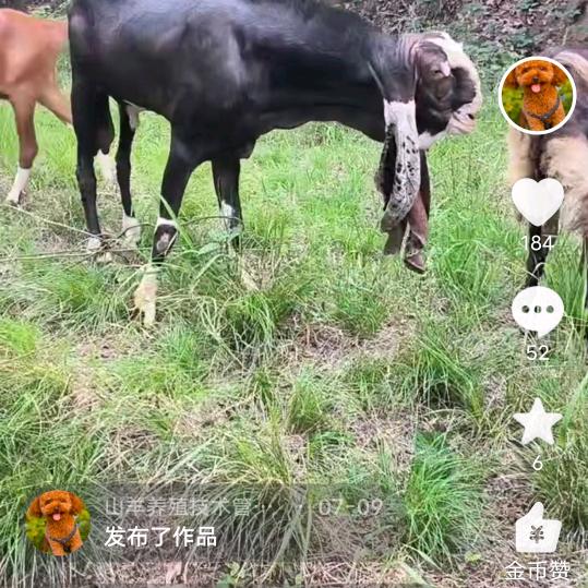 山羊养殖技术管理销售