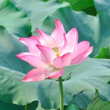 福度心净有缘人