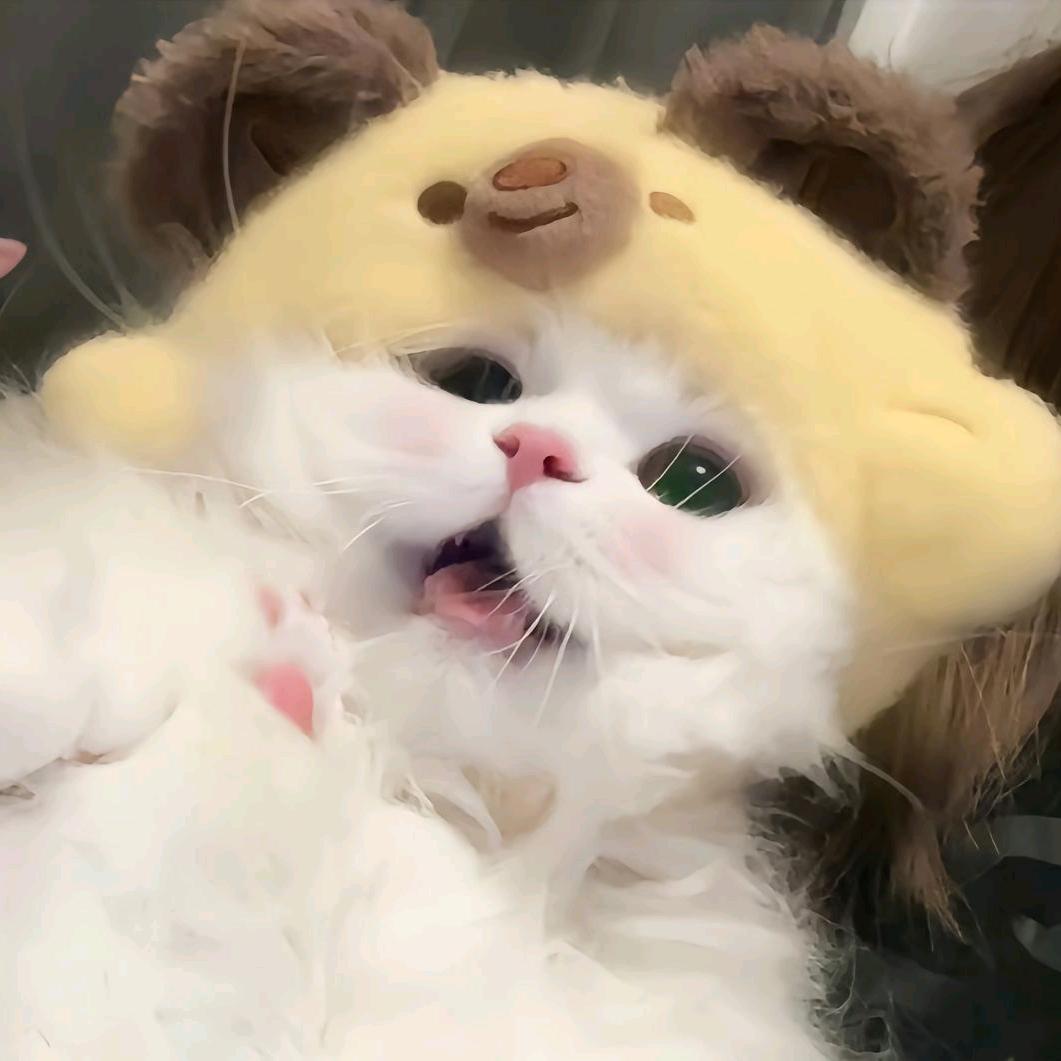 摆烂小烤鱼🐟
