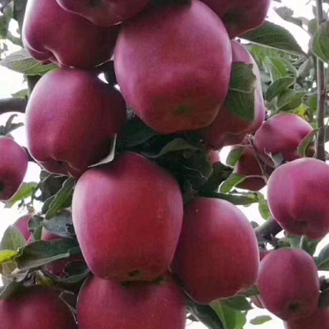 正宗天水花牛苹果鲜果园