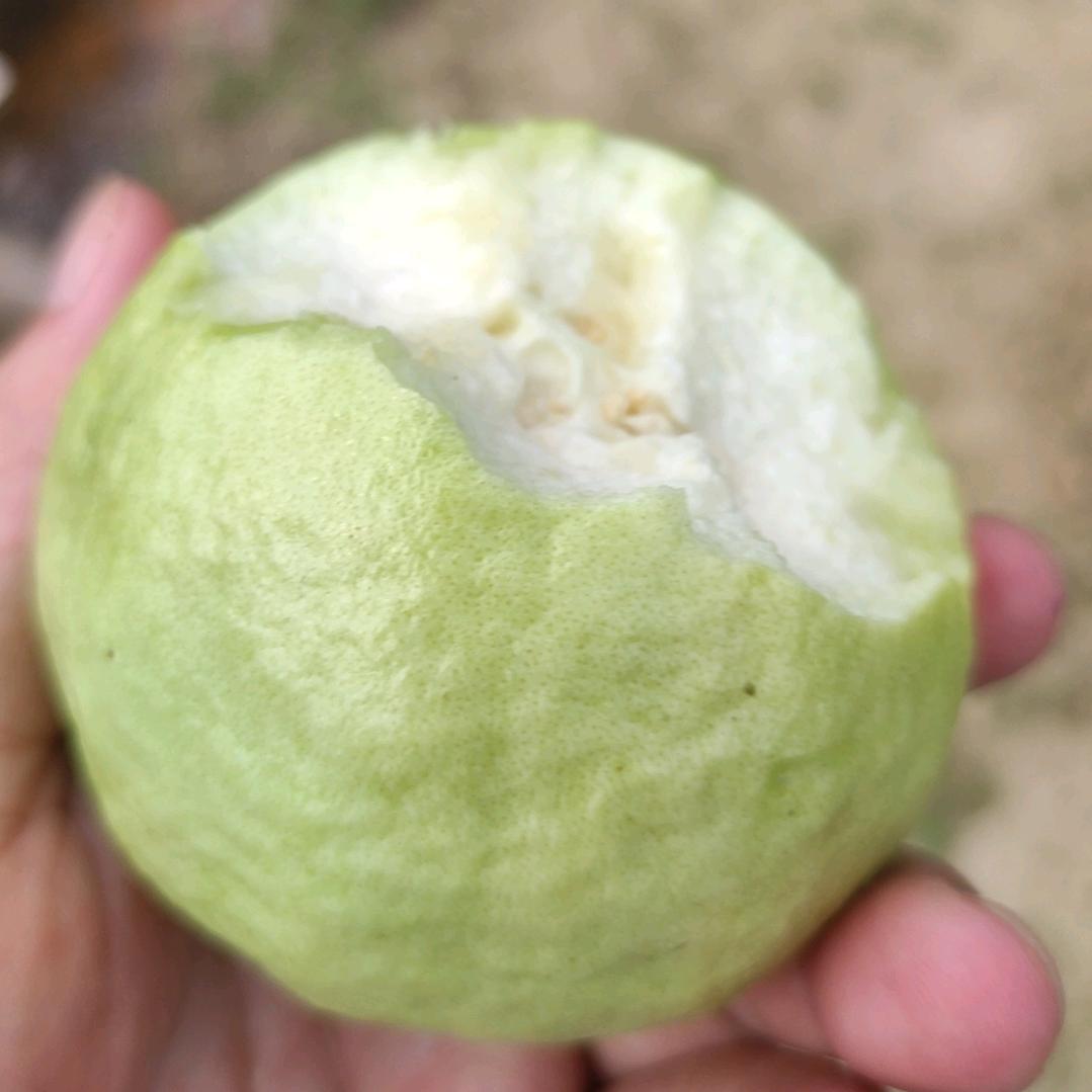 大头@虾