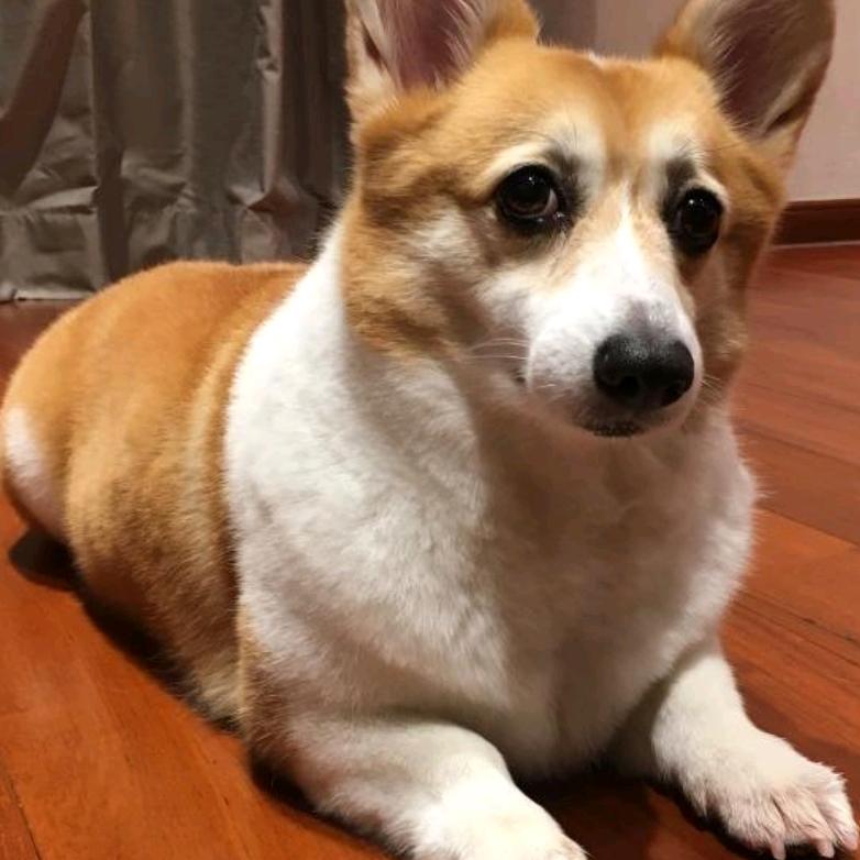 宠物营养师--狗哥