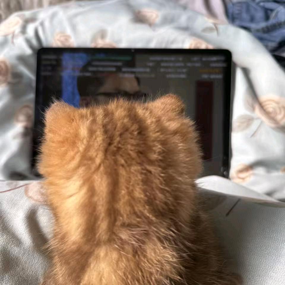 姚姚铃