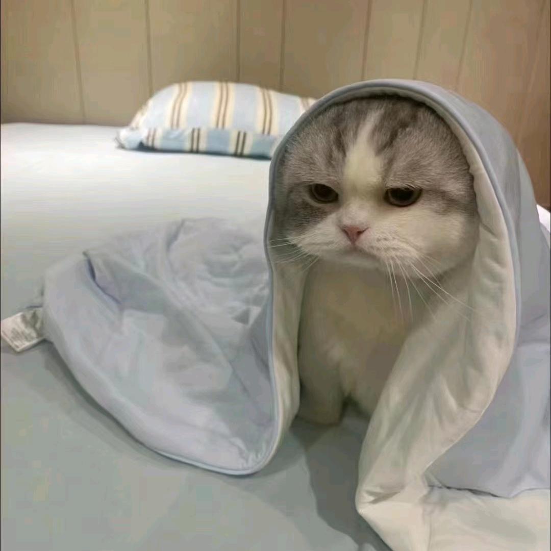 落。子。无。悔