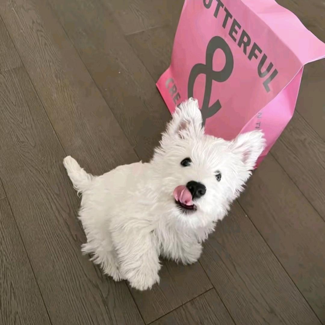 🌙等月亮pop