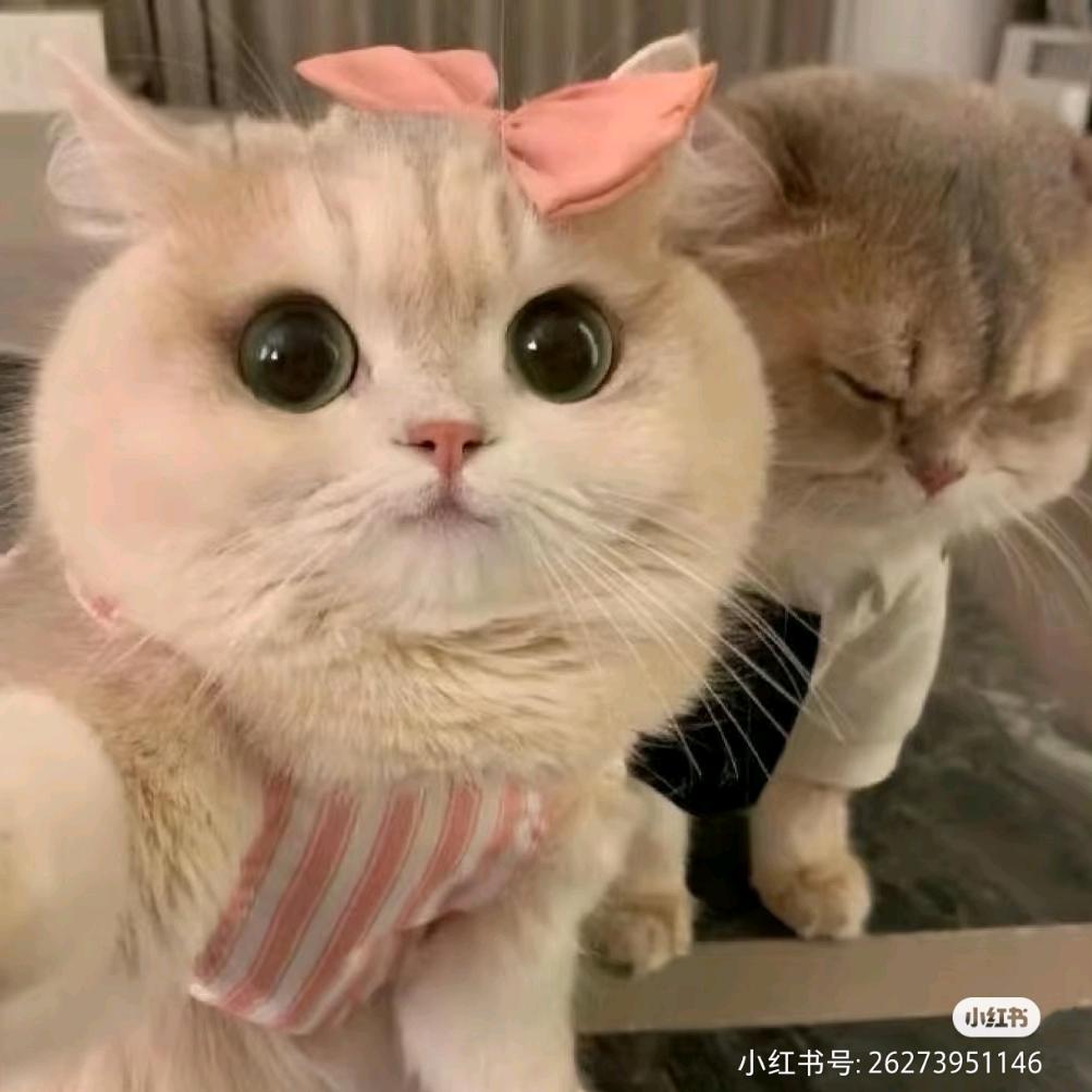 啊呀颜