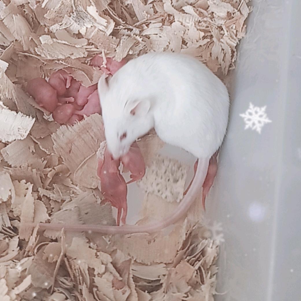 重生之小白鼠养殖