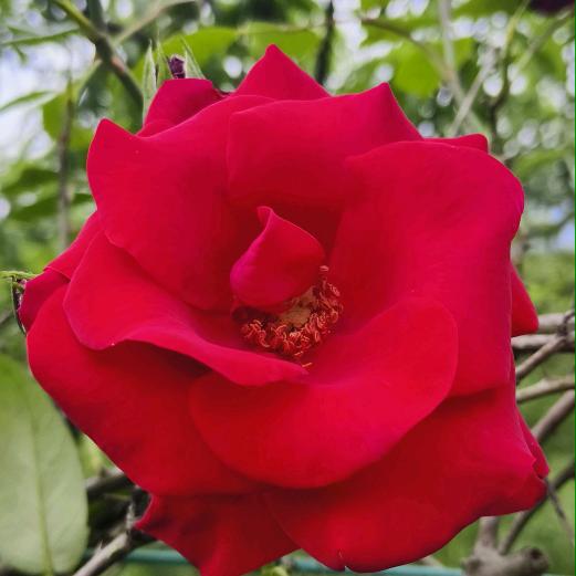 一生平安🌹🌹🌹