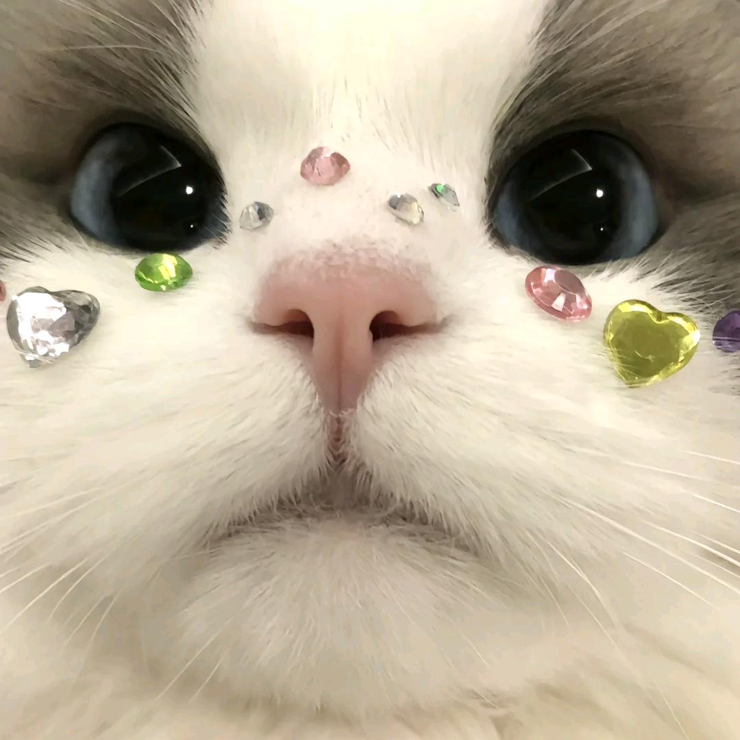 妃妃子