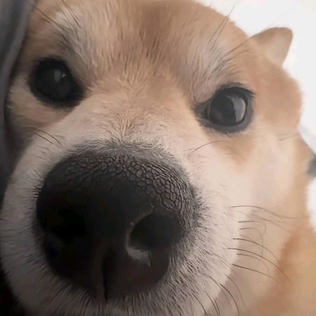 睡不完的觉