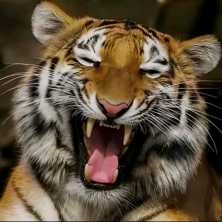 红知杞&榆乾猫&柏雅酒店