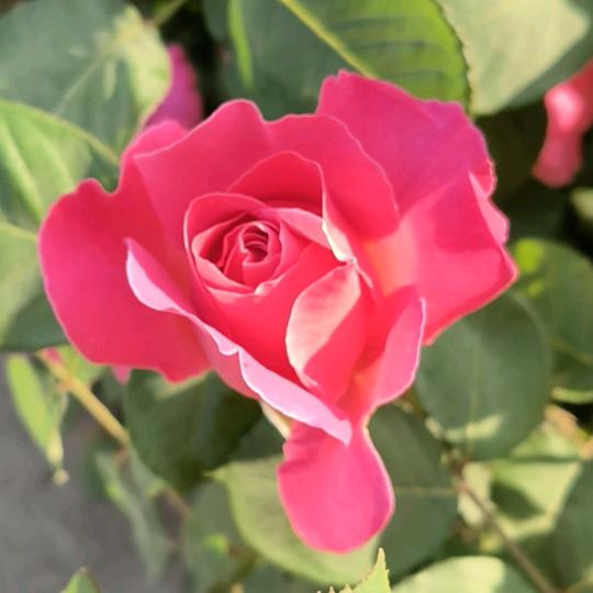 好人永远平安幸福 好人有好报