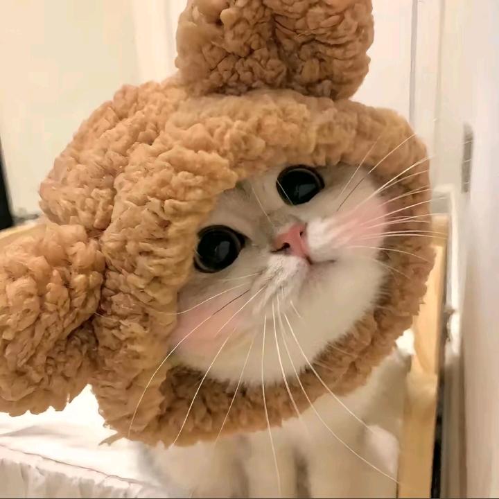 小茹不回头🍋