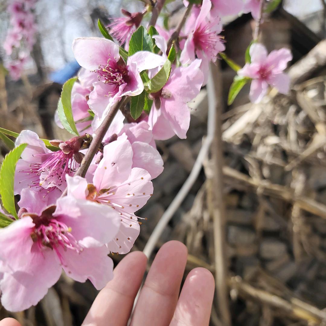 梦中人生，拒绝私聊