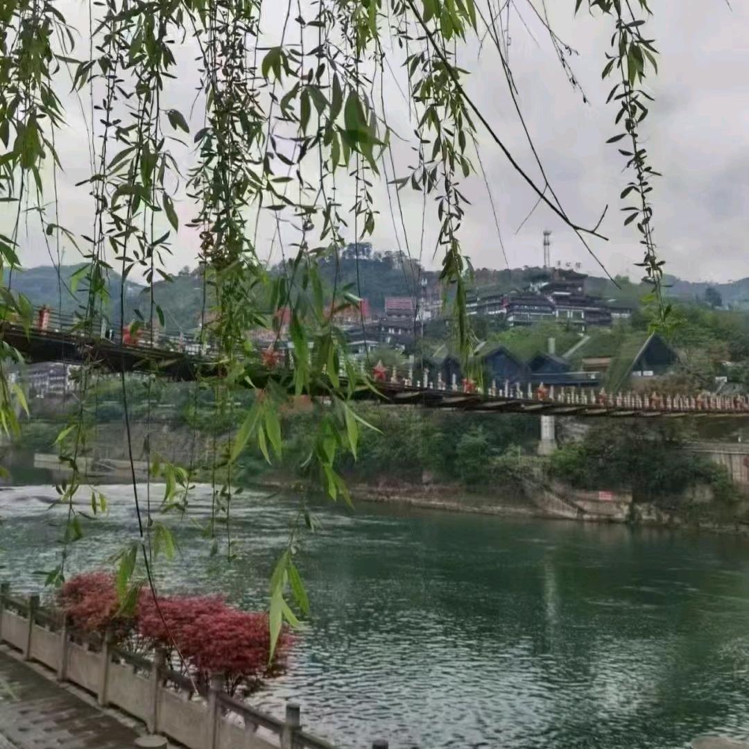 老朱来说发酵料